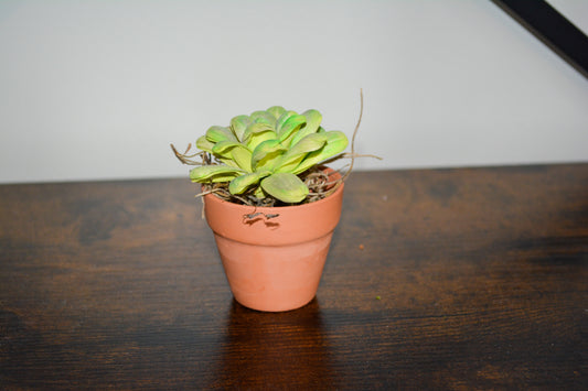 Mini Wood Succulent