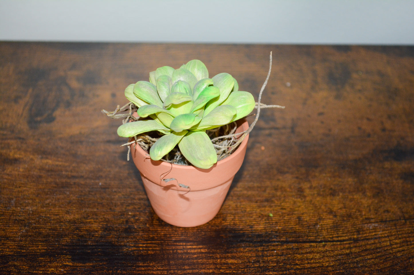 Mini Wood Succulent