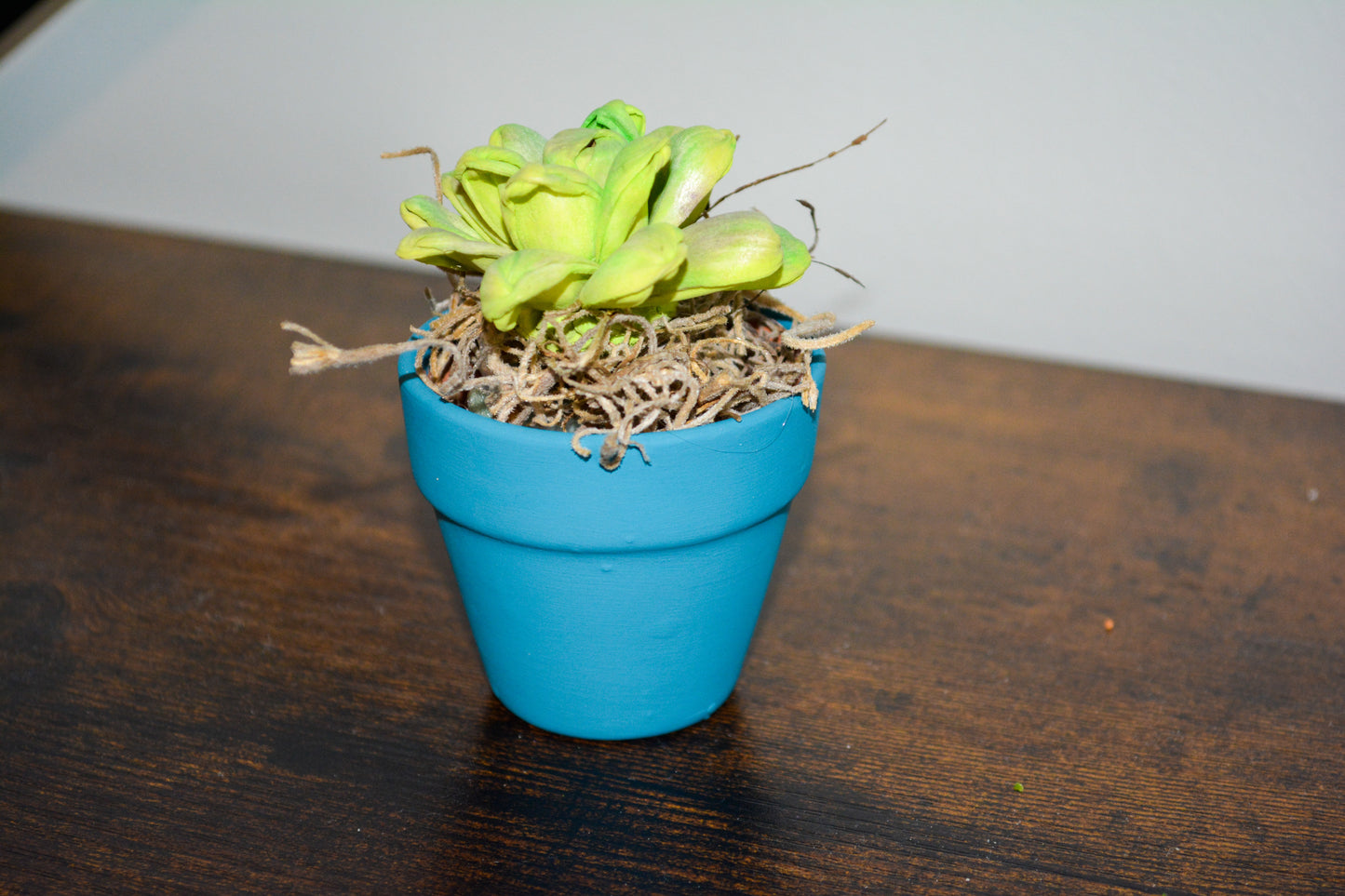 Mini Wood Succulent in Teal Pot