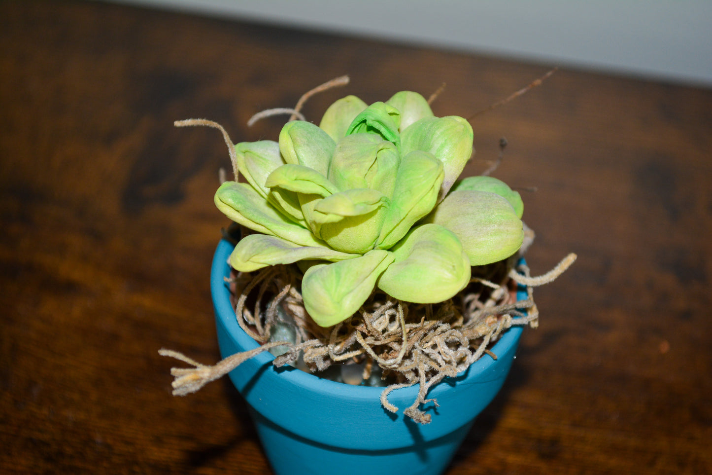 Mini Wood Succulent in Teal Pot