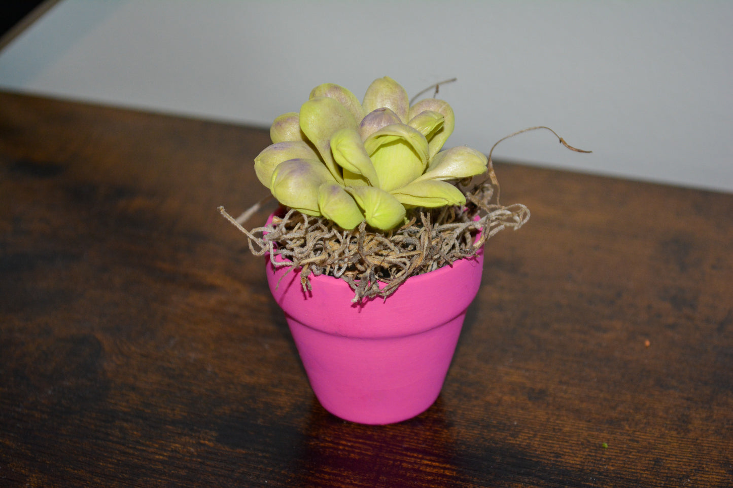 Mini Wood Succulent in Pink Pot