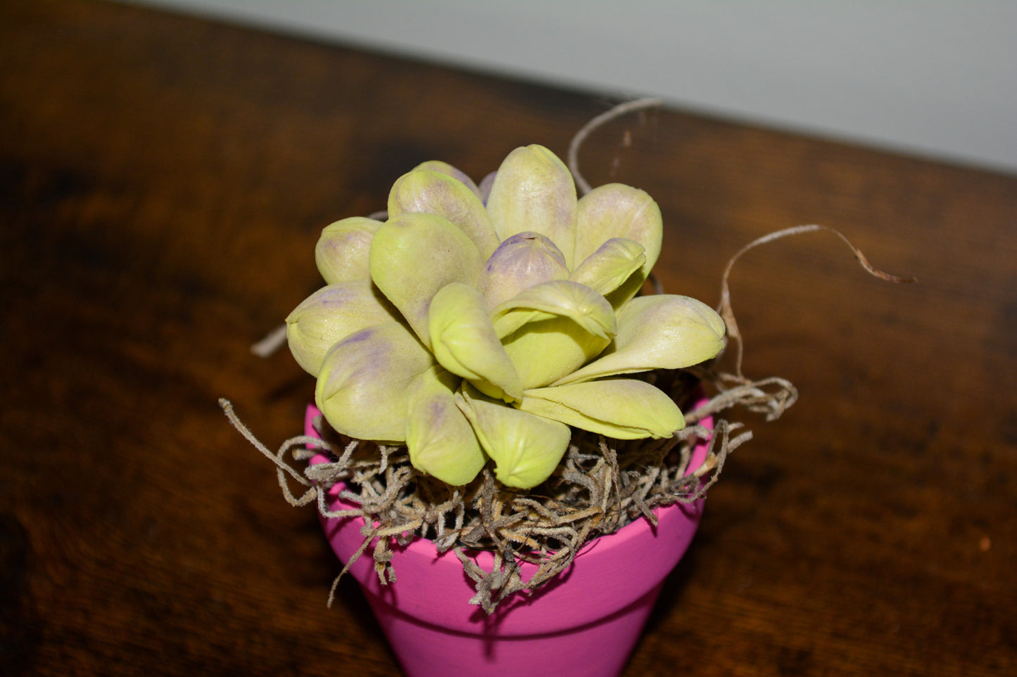 Mini Wood Succulent in Pink Pot